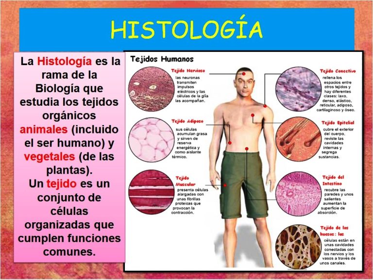 Células y tejidos orgánicos | ConCiencia de la Vida